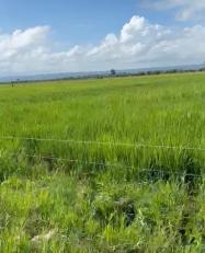 FINCA DE GANADO Y ARROZ